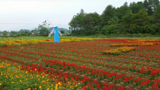 当阳花海一日游